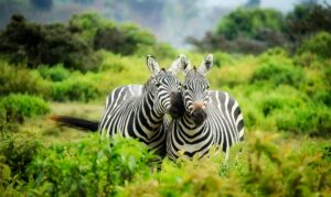 Best D Minus courses in Kenya 2024/2025: Marketable Options and Requirements